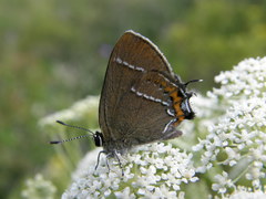 Satyrium prunoides