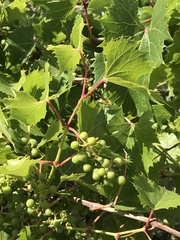 Vitis arizonica