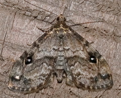 Melanomma auricinctaria