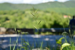 Brachypodium