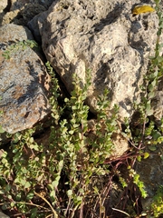 Andrachne telephioides