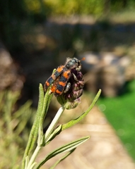 Trichodes leucopsideus