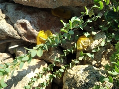 Andrachne telephioides