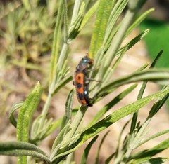 Trichodes leucopsideus