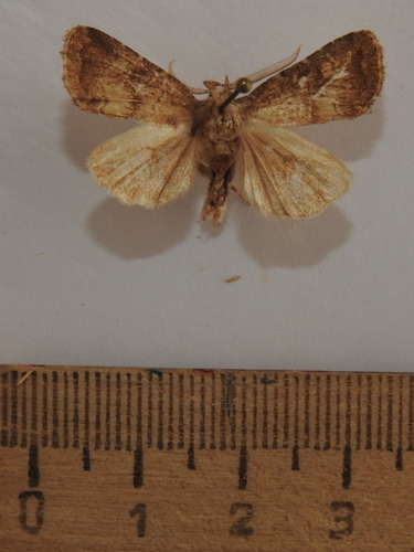 Brown Rustic