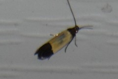 Anacampsis coverdalella