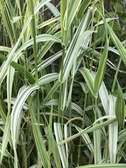 Carex morrowii