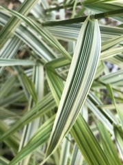 Carex morrowii