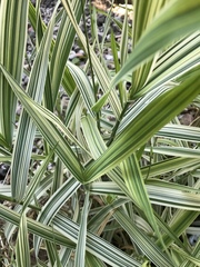 Carex morrowii