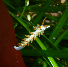 Diaphoreolis lagunae