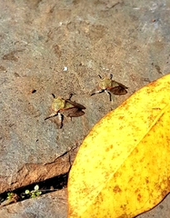 Metcalfiella