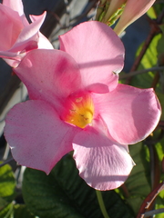 Mandevilla amabilis