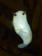 Cadlina flavomaculata