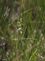 Spiranthes aestivalis