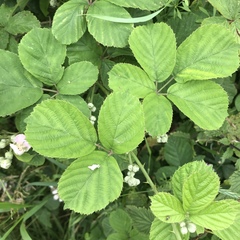 Rubus errabundus