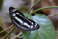 Neptis jumbah jumbah