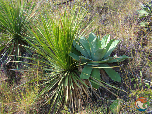 Agave potatorum