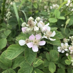 Rubus errabundus