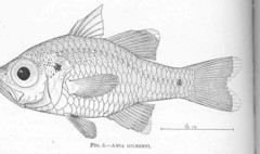 Gilbert's Cardinalfish photo 2