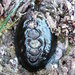 Black Leather Chiton - Photo (c) Alison Young, some rights reserved (CC BY-NC), uploaded by Alison Young