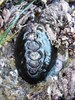 Black Leather Chiton - Photo (c) Alison Young, some rights reserved (CC BY-NC), uploaded by Alison Young