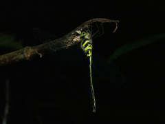 Macromidia rapida
