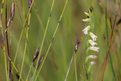 Spiranthes aestivalis