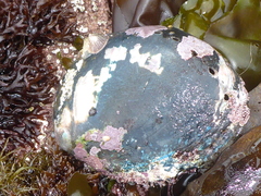 Haliotis cracherodii