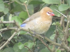 Granatina ianthinogaster