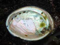 Haliotis cracherodii