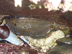 Haliotis cracherodii