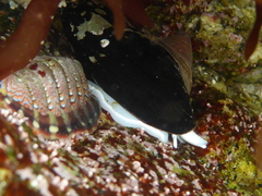 Atrimitra idae