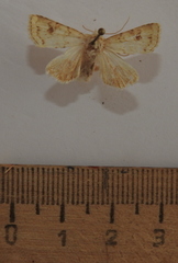 Atypha pulmonaris