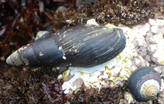 Atrimitra idae