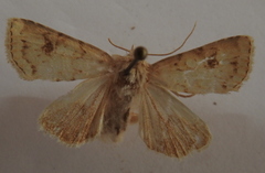 Atypha pulmonaris