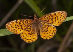 Boloria bellona toddi