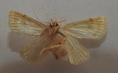 Atypha pulmonaris