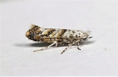 Cameraria hamadryadella