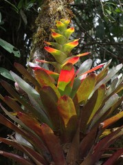 Guzmania gloriosa