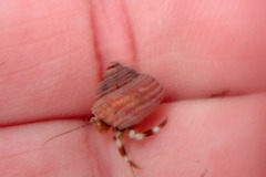 Pagurus hirsutiusculus
