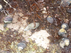 Atrimitra idae