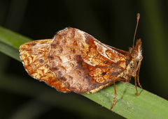 Boloria bellona toddi