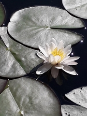Nymphaea candida
