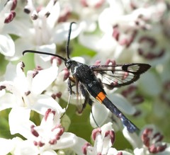 Synanthedon myopaeformis