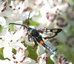 Synanthedon myopaeformis