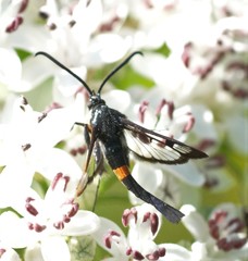 Synanthedon myopaeformis