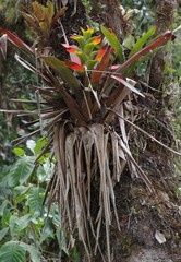 Guzmania gloriosa