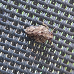 Issus coleoptratus