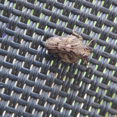 Issus coleoptratus