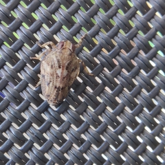 Issus coleoptratus